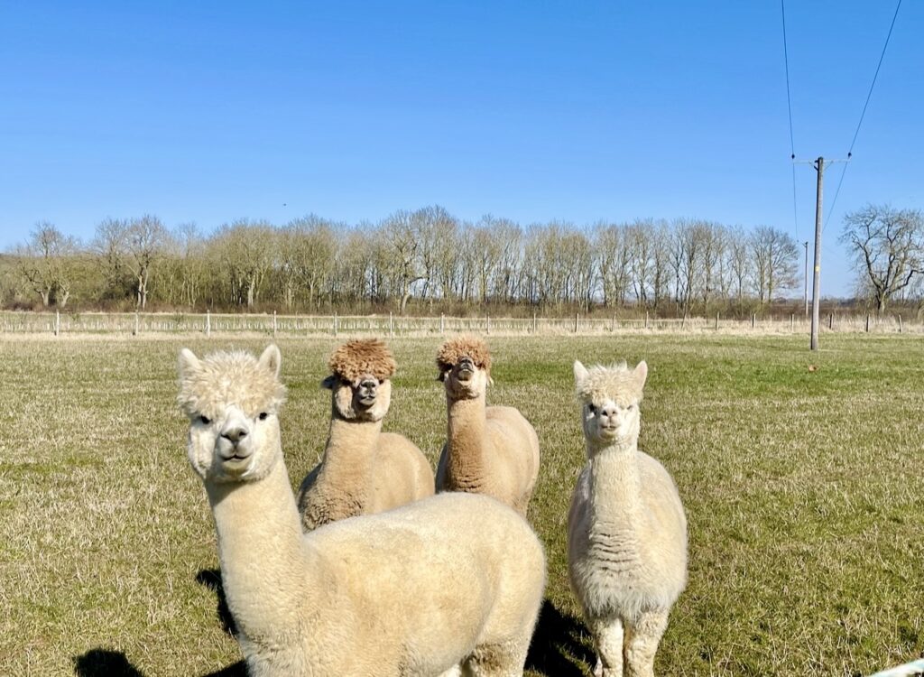 alpacas